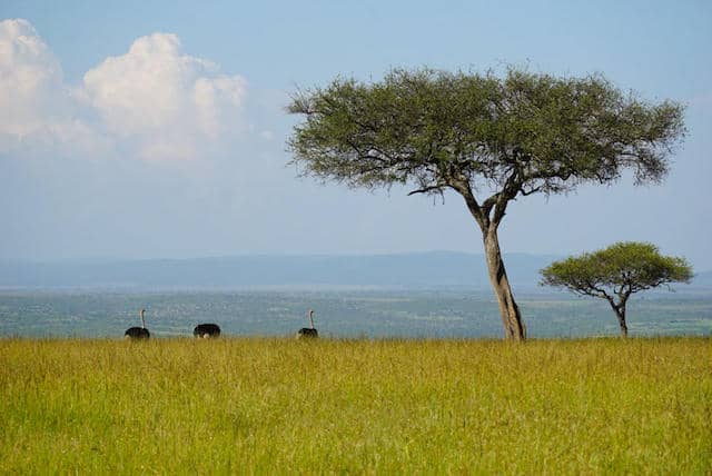 Ostriches in Maasai Mara (c) MakeTimeToSeeTheWorld