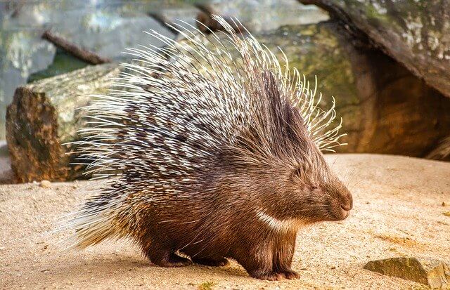 Porcupine in Africa