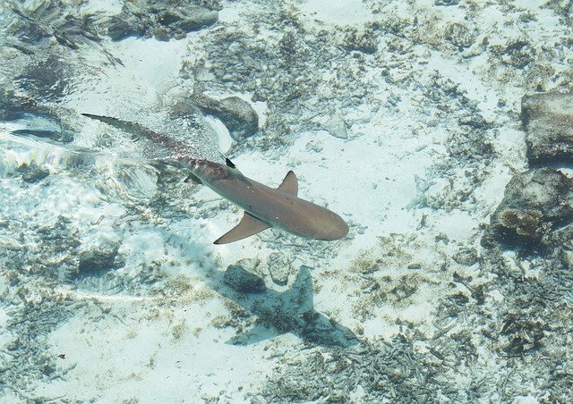 Reef Shark in the Bahamas