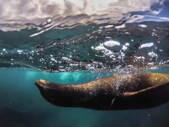 Seal Snorkeling in South Africa