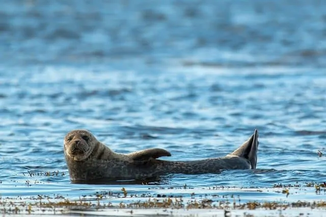 Seal in the Galapagos Islands - Best Places to go Snorkeling