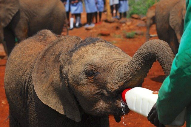 Sheldrakes Elephant Orphange