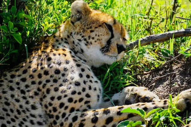 Sleepy Cheetah in Maasai Mara National Reserve (c) MakeTimeToSeeTheWorld