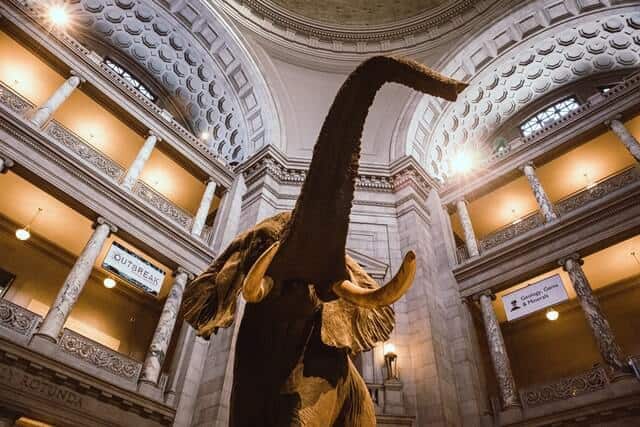 Smithsonian Natural History Museum Washington DC