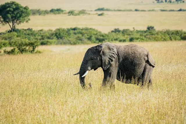 Solo Elephant in Maasai Mara (c) MakeTimeToSeeTheWorld