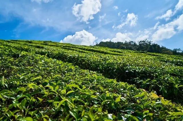 Tea Tour from Nairobi