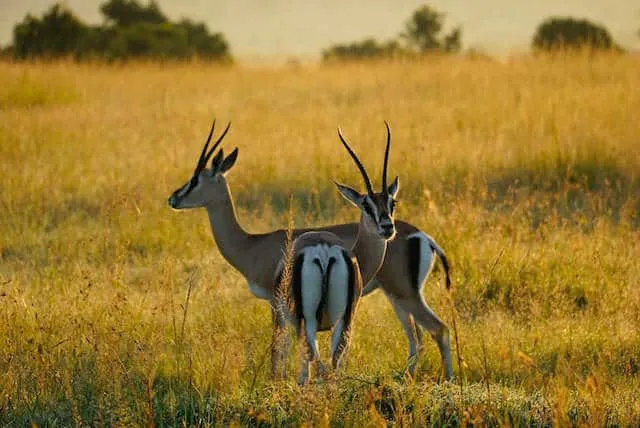 Thompsons Gazelle in Maasai Mara (c) MakeTimeToSeeTheWorld