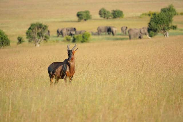 Topi & Elephants in Maasai Mara National Reserve (c) MakeTimeToSeeTheWorld