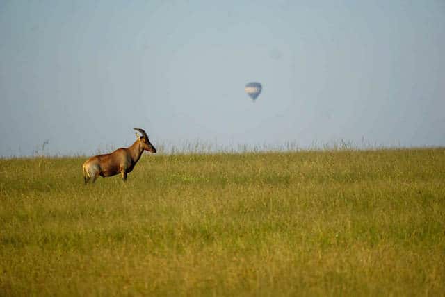 Topi & Hot Ait Balloon in Maasai Mara Reserve (c) MakeTimeToSeeTheWorld
