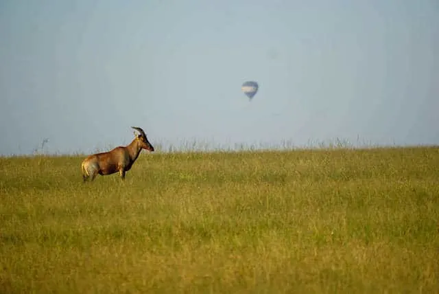 Topi & Hot Ait Balloon in Maasai Mara Reserve (c) MakeTimeToSeeTheWorld