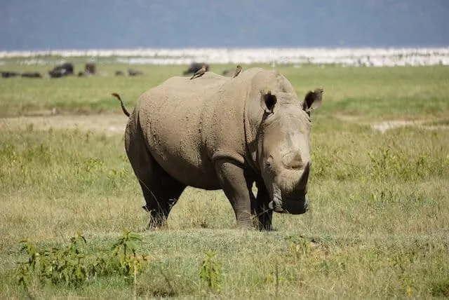 White Rhino in Lake Nakuru National Park