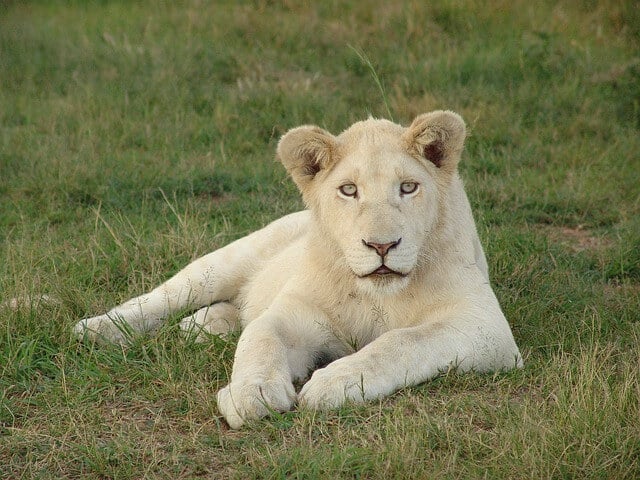 White lion in Africa
