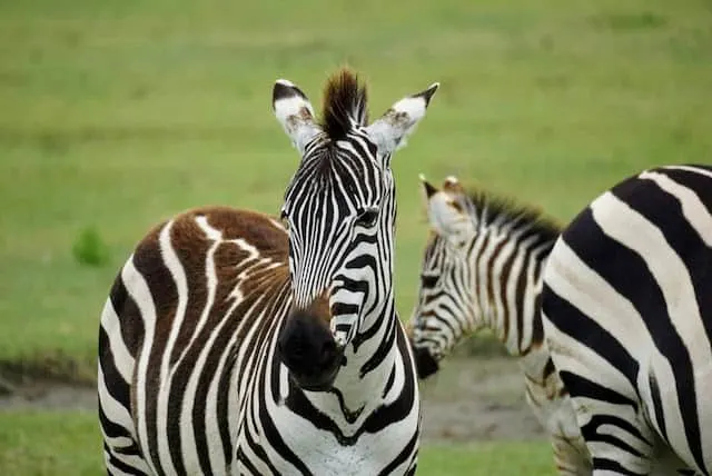 Zebras in Ngoronogoro Crater