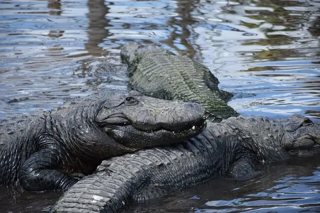 Aligator airboat tour