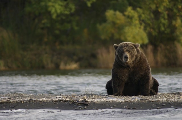 Brown Bear in Juneau Alaska