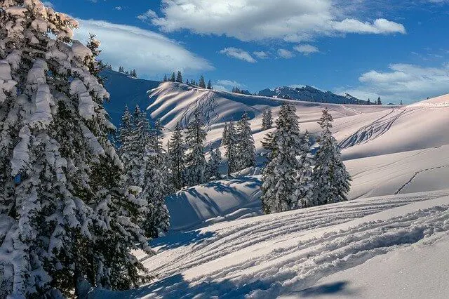 Ski slopes covered in snow with ski tracks dotted with fir trees covered in snow