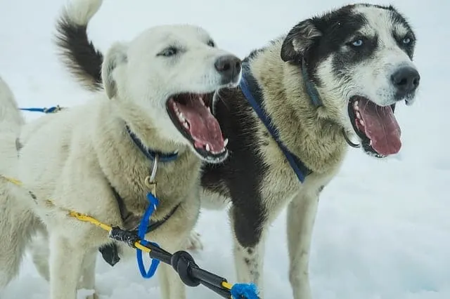 Dog Sledding in Juneau Alaska