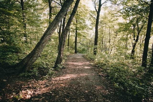 Hiking Trails in Juneau