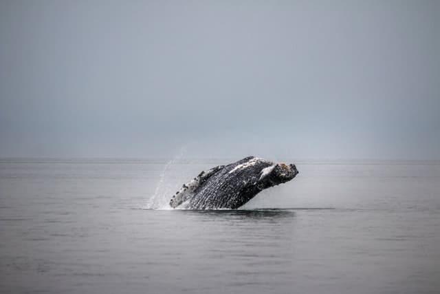 TOP 15 Things to Do in Juneau (Perfect for First Timers!)