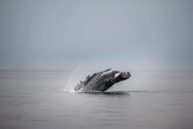 Whale Watching Juneau