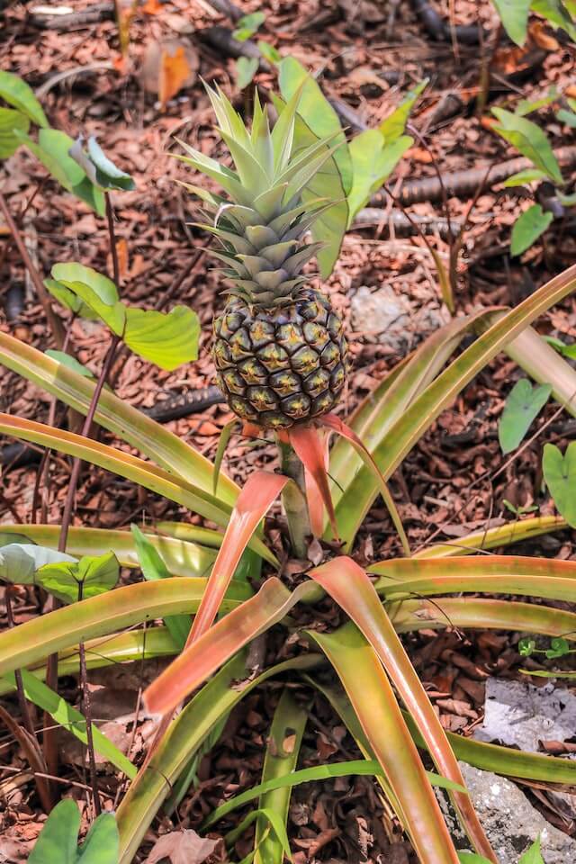 Pineapple growing out of the ground