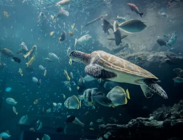 Turtle and tropical fish in an aquarium