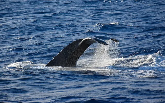 Whale tail breaching the surface of the ocean in Maui