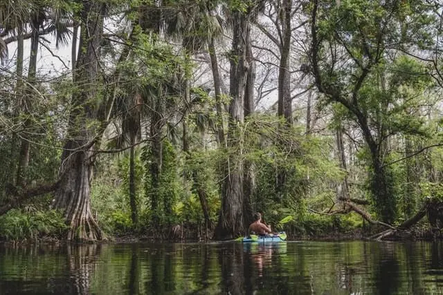 Man in a kayak paddling on the waterway surrounded by trees in Big Cypress National Reserve