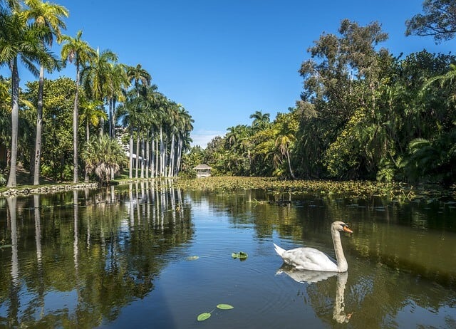 Lake with a Swan in front of the old building of Bonnet House Museum 