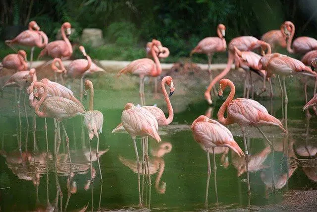 Pink flamingos standing on a green lake