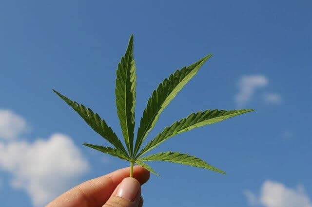 Womans fingertips holding a 6 spiked cannabis leaf up towards a blue sky