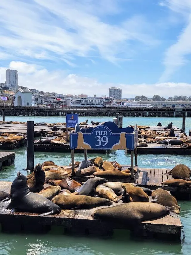 Pier 39 Sealions San Francisco