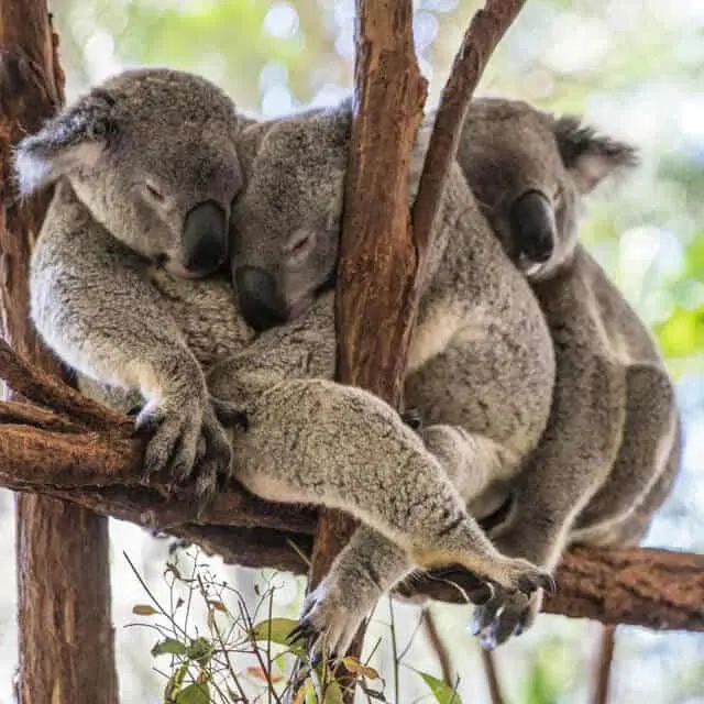 Three Koalas snuggling on a branch 