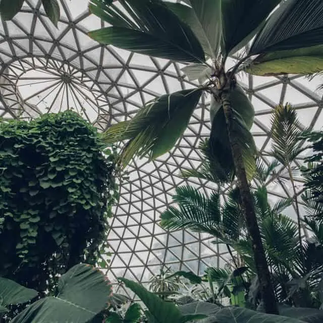 Clear glass domes ceiling of the botanical gardens with various greery growing up towards the ceiling