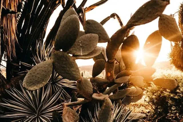 Sunset through cacti leaves in Desert Botanical Garden Phoenix Arizona