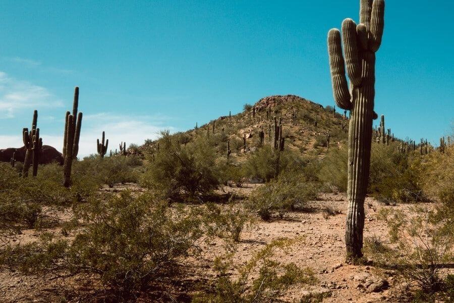 Things to do in Phoenix Az Cover Photo of Arid landscape with cacti trees dotted across the land