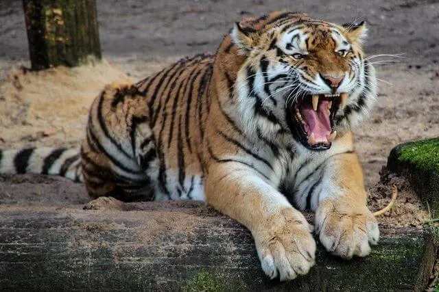 Tiger at World Wildlife Zoo, Phoenix Arizona