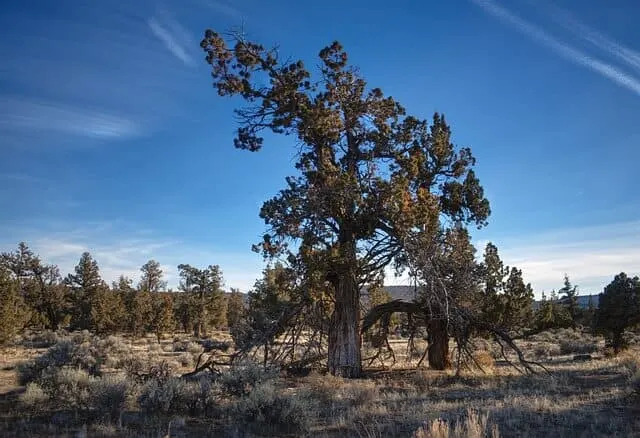 Large tree standing on rough ground with tufts of thick dry grasses with trees in the background