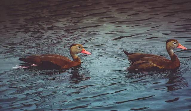 Two Black Bellied Whistling Ducks with orange bills on the water in El Paso, Texas