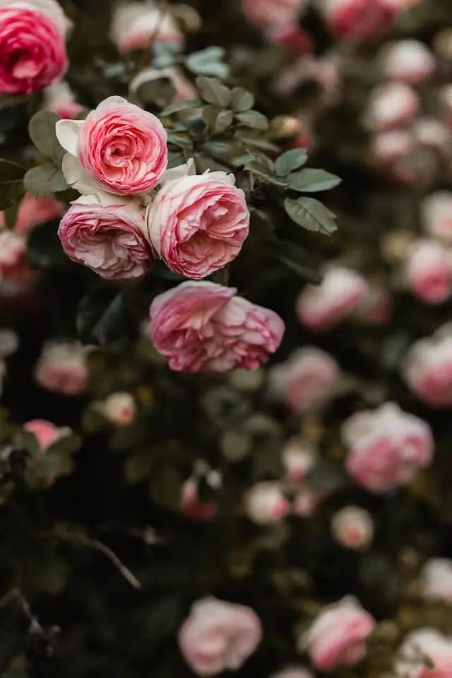 Bush of roses with 4 roses in focus at the front of the image