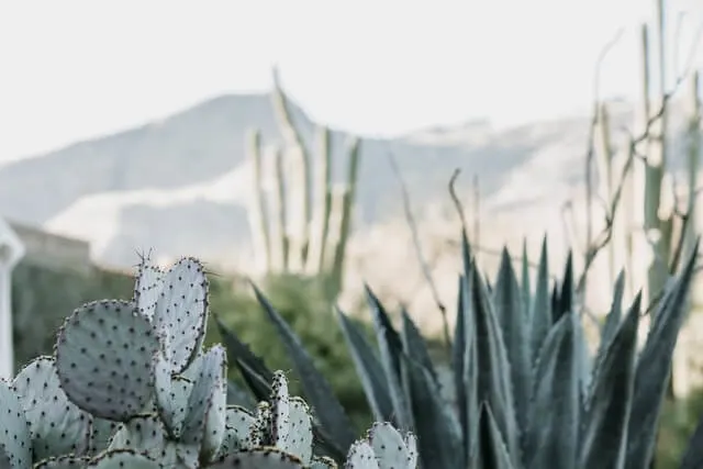 Small cacti in focus in the foreground with El Paso mountains in the background