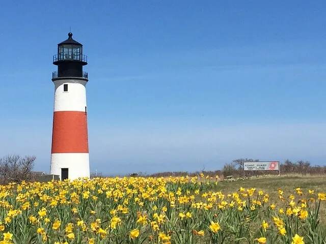 White Nantucket Lighthouse with a red band around the centre and surrounded by a field of Daffodils