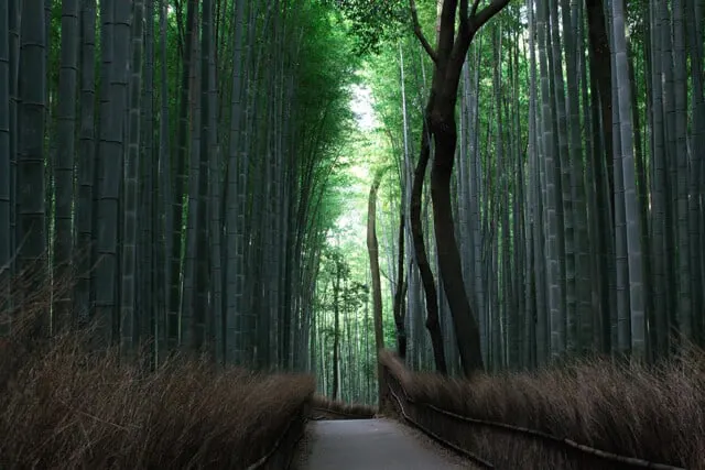 Arashiyama Bamboo Forest