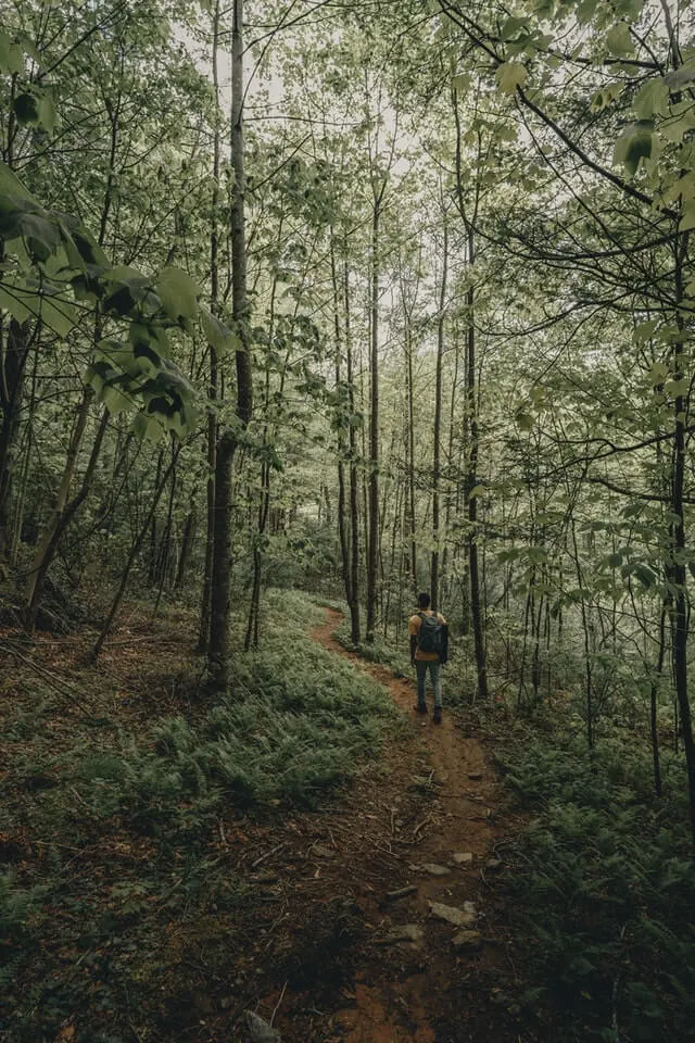 personal walking along a dirt path surrounded by trees in Blandford Nature Center