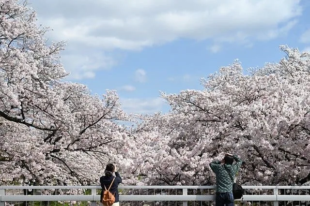 Two people stood on a bridge photographing the cerry blossom flowering behind