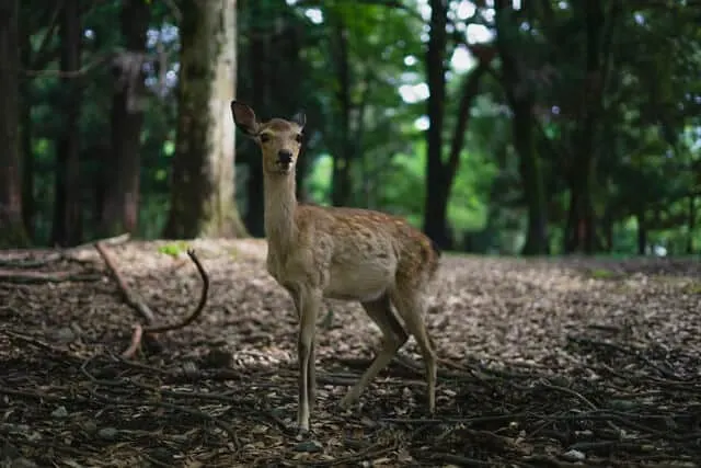 Deer standing in the forest at Nara Deer Park