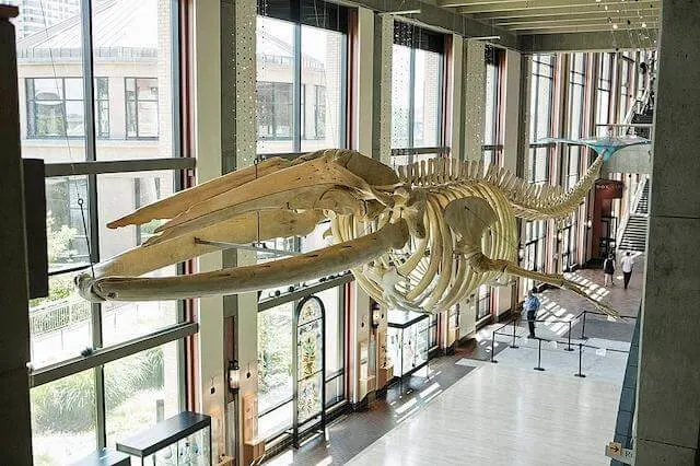 Large whale dinosaur-esque skeleton hanging above the foyer of the Grand Rapids Public Museum