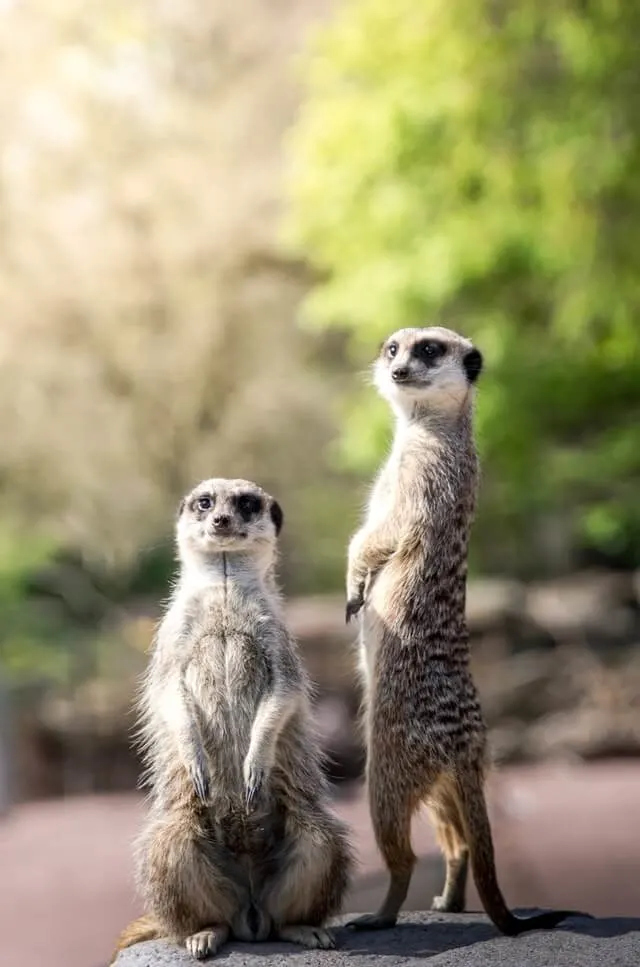 Two Meerkats standing on thier back legs in a woodland like enclosure
