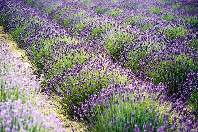 Field of Lavender in bloom