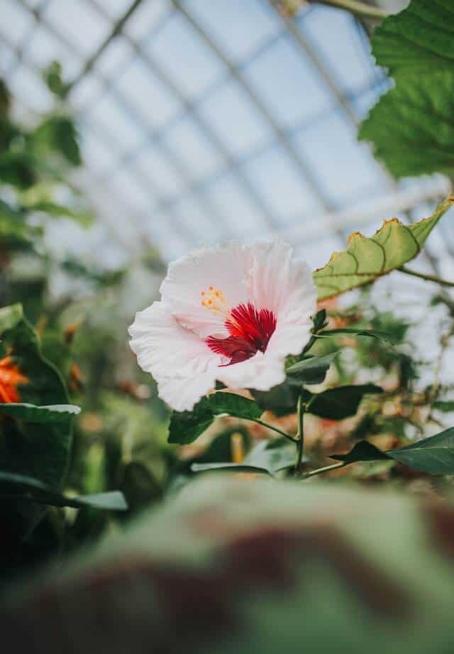 Flower inside the Matthaei Botanical Garden greenhouse